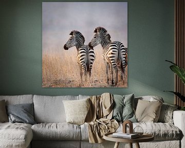 Zebras im Abendlicht von YvePhotography