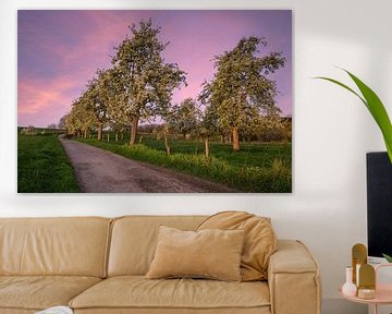 Fruit tree blossom in spring, Bergisches Land, Germany by Alexander Ludwig