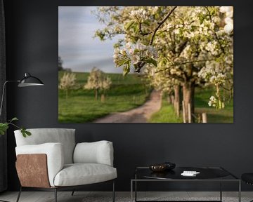 Fruit tree blossom in spring, Bergisches Land, Germany by Alexander Ludwig