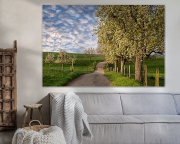 Obstbaumblüte im Frühling, Bergisches Land, Deutschland von Alexander Ludwig