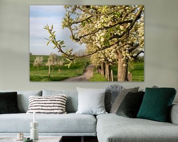 Fruitboom bloesem in de lente, Bergisches Land, Duitsland