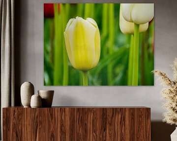 Yellow Tulip by Martijn Tilroe