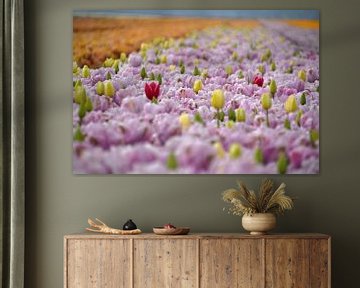 Tulpen, tulpen en nog meer tulpen van FotoGraaGHanneke