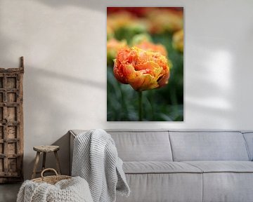 Orangefarbene Tulpe von Alyssa van Niekerk