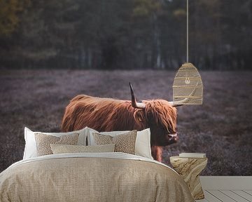 Schotse Hooglander, Wezepsche Heide