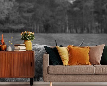 Schotse Hooglander, Wezepsche Heide