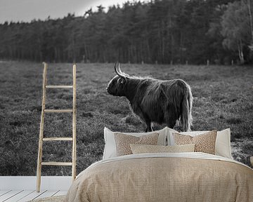 Schotse Hooglander, Wezepsche Heide