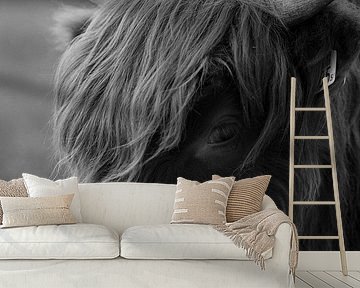 Schotse Hooglander, Wezepsche Heide