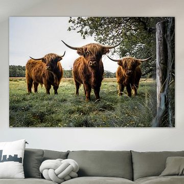 Schotse Hooglanders in Uffelte van S van Wezep