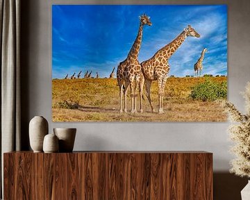 Troupeau de girafes à la lumière du soleil, Namibie sur W. Woyke