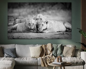Löwin mit Junge in Schwarz &amp; Weiß von YvePhotography