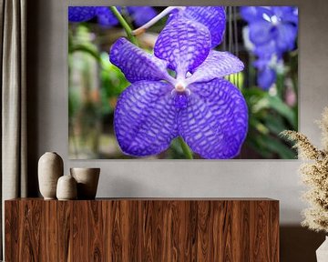 paarse orchidee in thailand van Babetts Bildergalerie