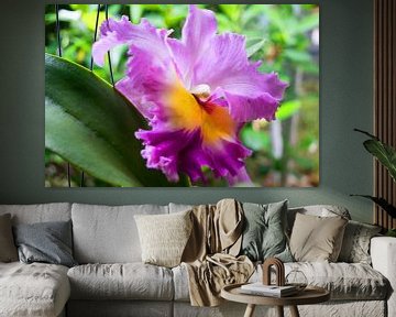 orchidée multicolore colorée en thaïlande sur Babetts Bildergalerie