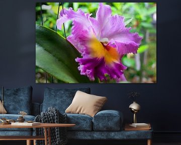 mehrfarbige  farbene Orchidee in Thailand