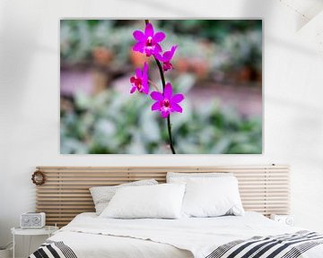 lila  farbene Orchidee in Thailand