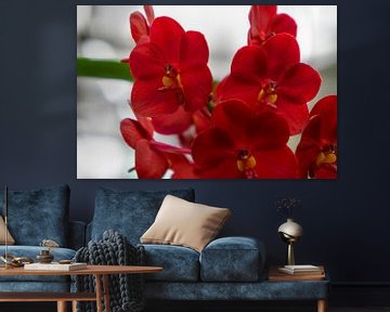 rode orchidee in Thailand van Babetts Bildergalerie