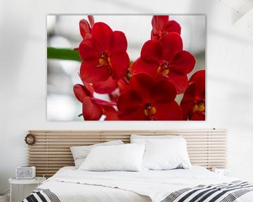 rode orchidee in Thailand van Babetts Bildergalerie