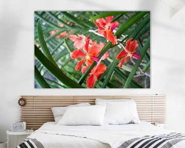 Orchidée naine en rouge sur Babetts Bildergalerie