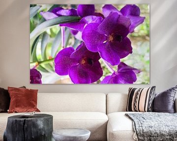 purple orchid in thailand by Babetts Bildergalerie