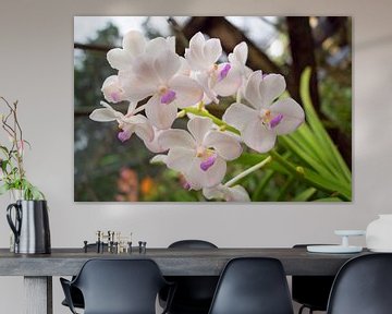 weiße orchidee in thailand
