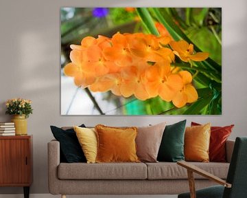 oranje orchidee in thailand