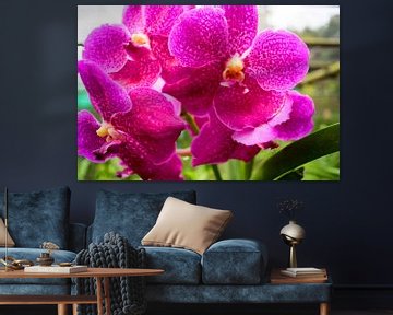 roze orchidee in Thailand van Babetts Bildergalerie
