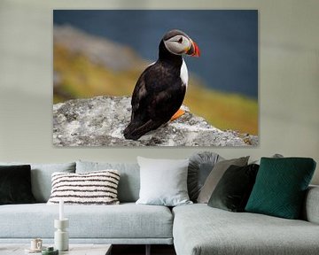 Puffins on the island of Skellig Michael in Ireland by Babetts Bildergalerie