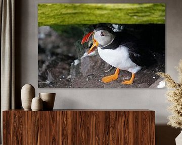 Puffins on the island of Skellig Michael in Ireland by Babetts Bildergalerie