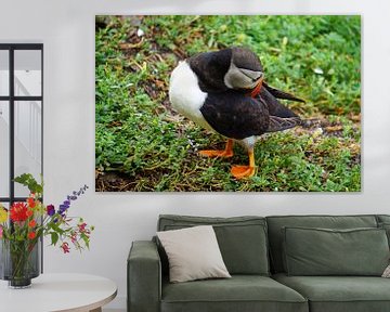 Puffins on the island of Skellig Michael in Ireland by Babetts Bildergalerie