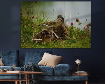 Mallard in the meadow by Babetts Bildergalerie