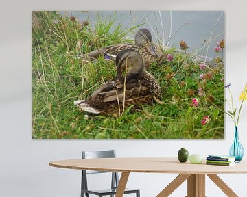 Mallard in the meadow by Babetts Bildergalerie