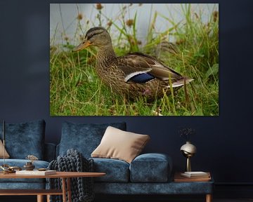 Mallard in the meadow by Babetts Bildergalerie