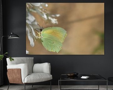 Gele vlinder op witte bloem van Heidi Pype