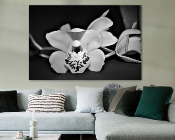 witte orchidee van Heidi Pype