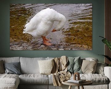 witte wilde gans van Babetts Bildergalerie