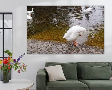 witte wilde gans van Babetts Bildergalerie