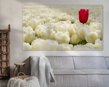 Een verdwaalde rode tulp tussen de witte tulpen