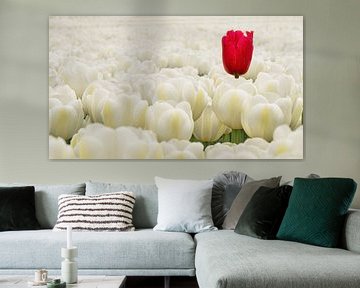 verdwaalde rode tulp tussen de witte tulpen