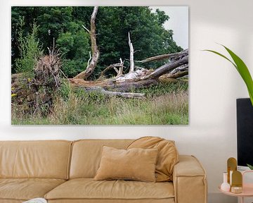 dead trunk by Babetts Bildergalerie