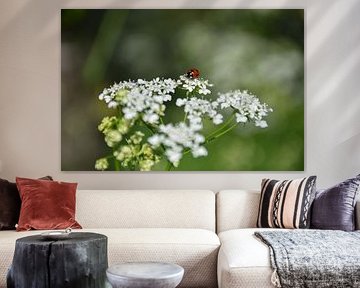 Ladybird on cow parsley by Ingrid de Vos - Boom