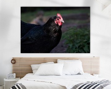 Le poulet australien sous les projecteurs sur Jolanda de Jong-Jansen