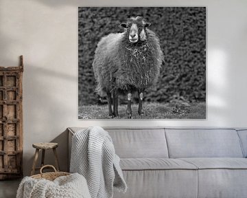 Shetland schaap zwart wit fotografie