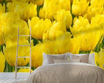 A stray purple tulip between the yellow tulips