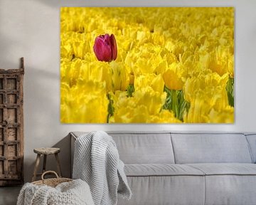 A stray purple tulip between the yellow tulips by eric van der eijk