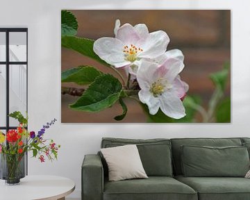 white and pink blossoms of an apple tree in springtime by Robin Verhoef
