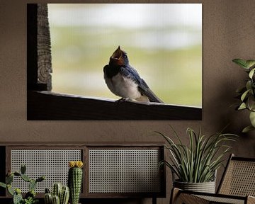 Long range barn swallow by Yvonne Manning