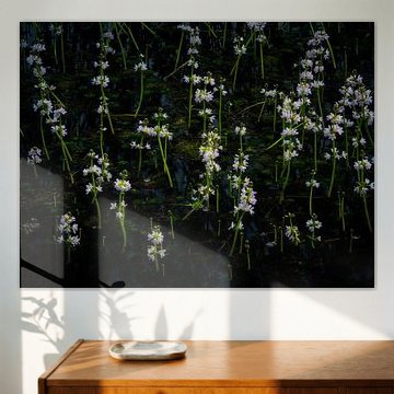 Field with cuckoo-flowers in the water in the valley of the Beerze.
