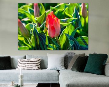 tulpenveld, Holland van Jan Fritz