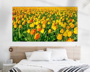 tulpenveld, Holland van Jan Fritz