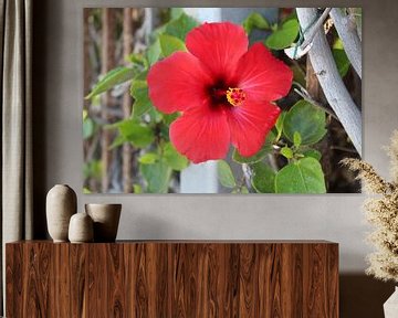 Hawaiiaanse hibiscus van Marvin Taschik